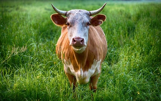 A bull on the loose runs through Israeli streets into building in Lod