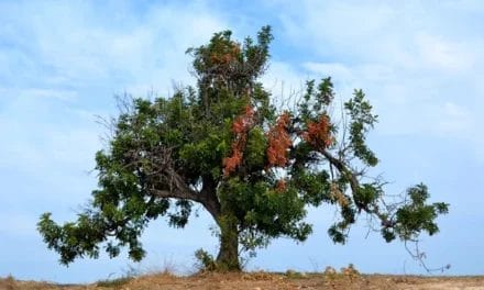 Tu B’Shevat information to help get you up to speed for Feb. 6