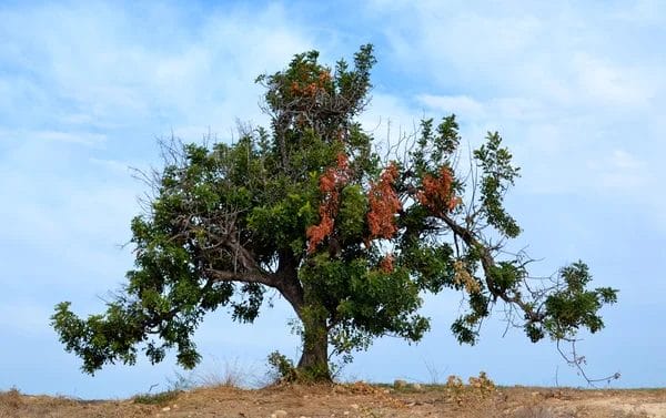 Tu B’Shevat information to help get you up to speed for Feb. 6