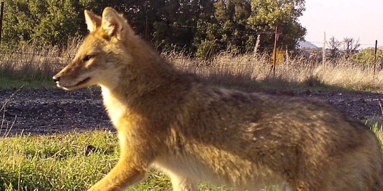 Are jackals becoming domesticated?