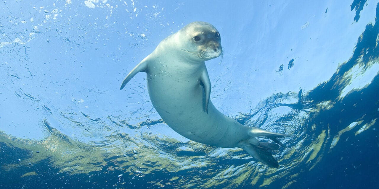 In first, rare seal makes landfall on Israel’s shore