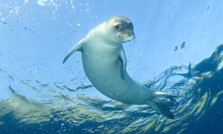 In first, rare seal makes landfall on Israel’s shore