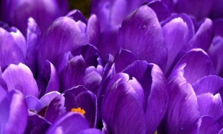 Temple Israel of Catskill lists plants, luncheon, talk as a fund-raiser