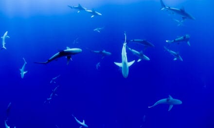 University of Haifa researchers win National Geographic grant to track sharks