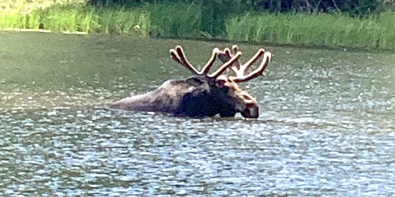Of three moose and a basketball hoop