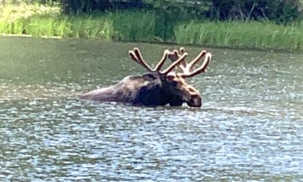 Of three moose and a basketball hoop