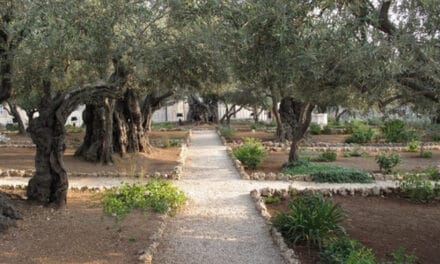 The Palestinian olive tree litmus test
