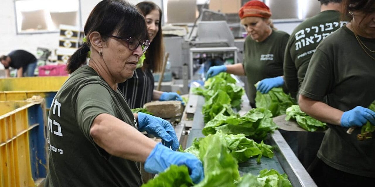 Volunteers give first aid to Israeli agriculture