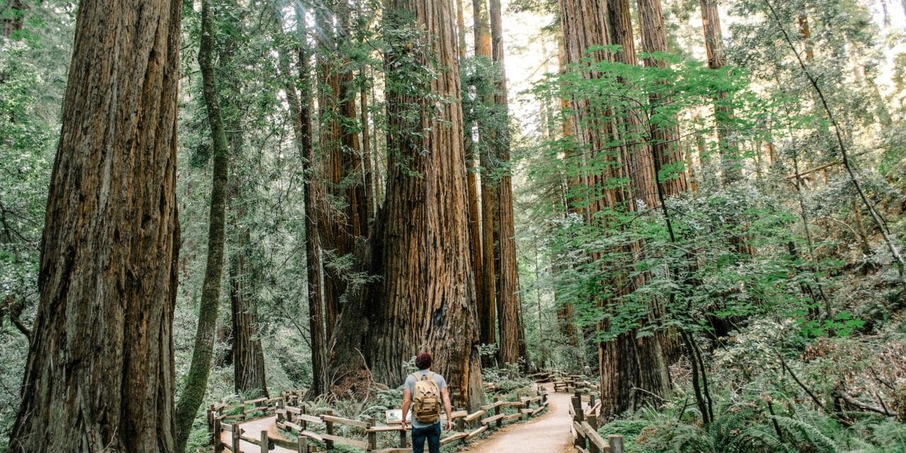Trees sing to the heart as we note Tu B’Shevat