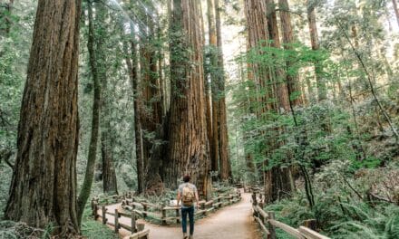 Trees sing to the heart as we note Tu B’Shevat