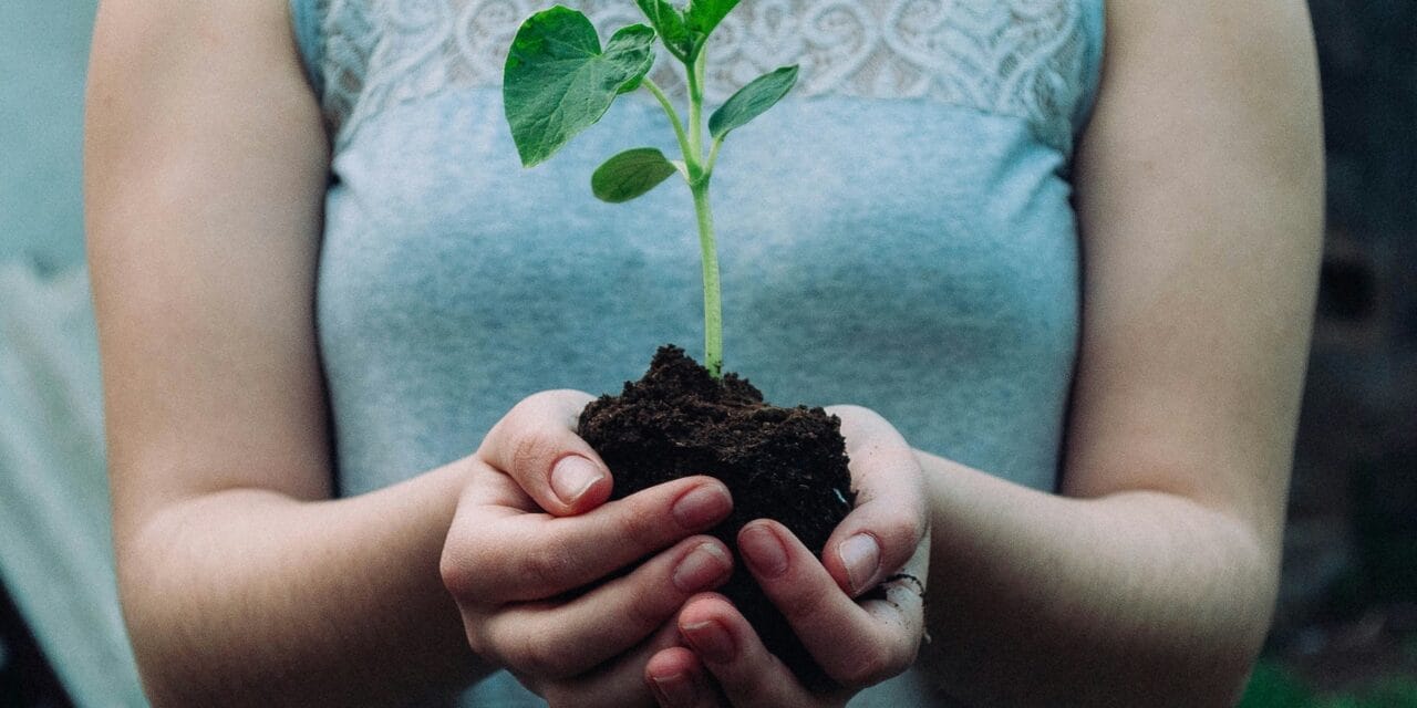 Schenectady J.C.C. to celebrate Tu B’Shevat; Community seder and other related activities