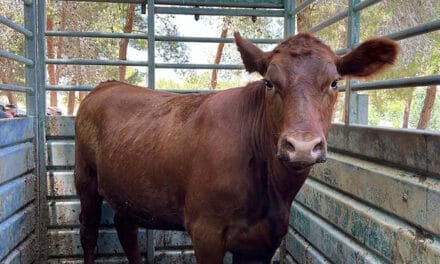 The red heifer: Catalyst for war or harbinger of global peace?