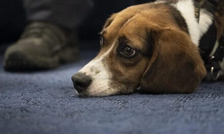 Canine therapy helps soldiers cope with PTSD