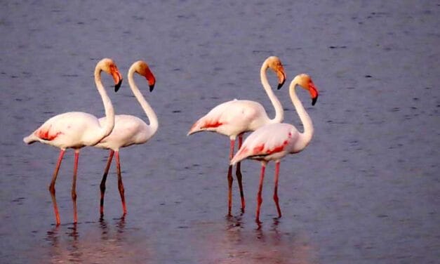 Breaking migration mold: Flamingos spend first-ever summer at Hula Lake